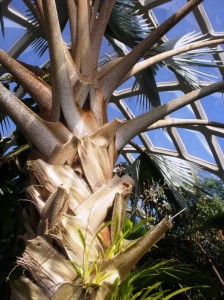 Botanic Gardens Denver Huge Palm