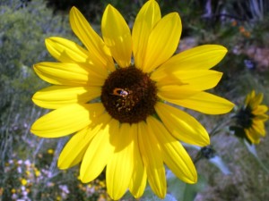 Botanic Gardens Denver Yellow Flower