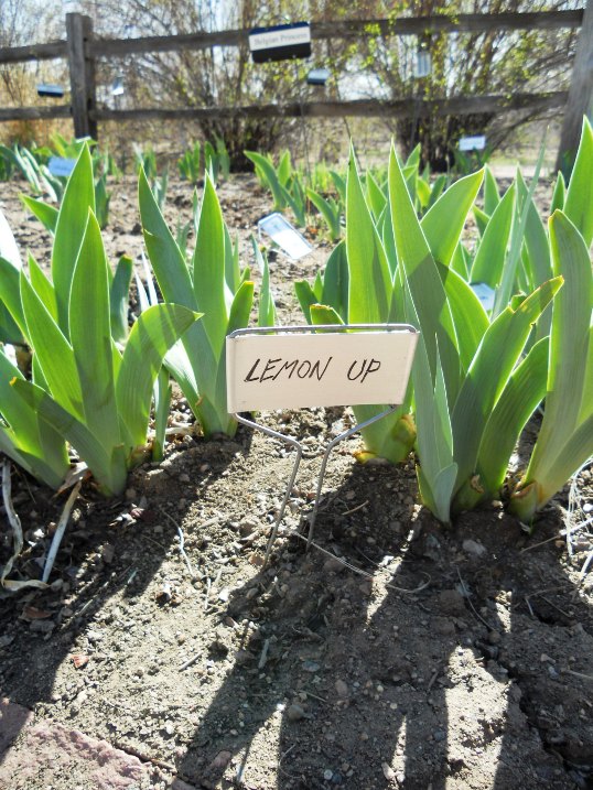 Iris "Lemon Up"