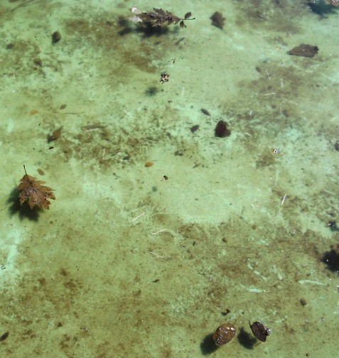 get leaves off bottom of pool