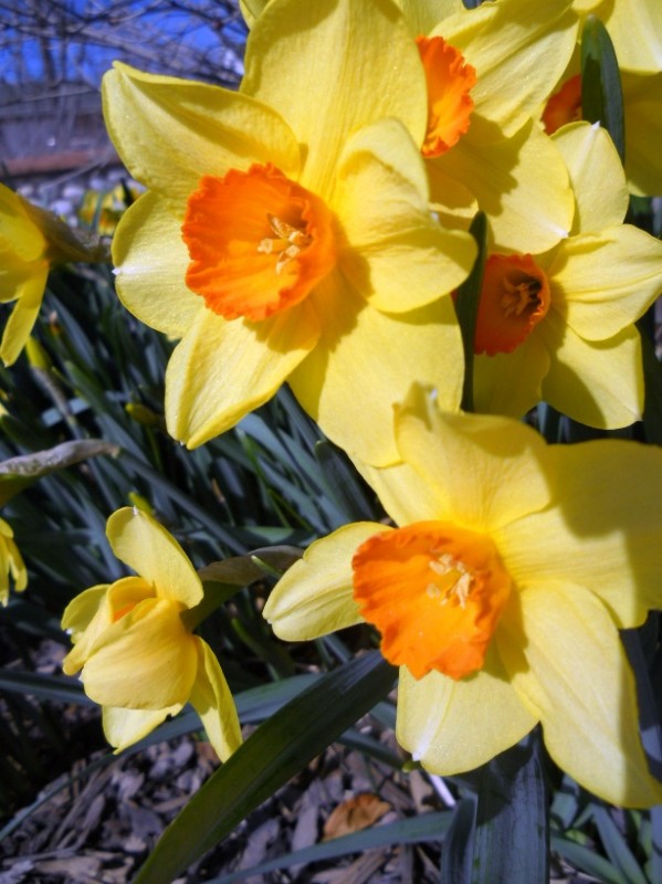 Daffodils