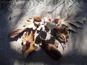 prestons leaves