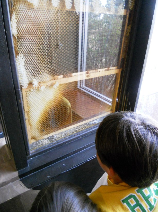 Bee Hive in Action