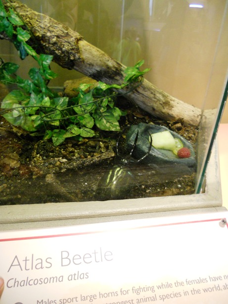 huge beetle