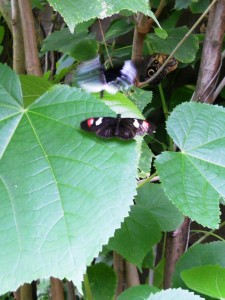 butterfly pavilion