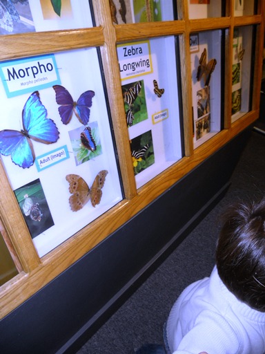 butterfly pavilion