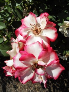 The Rose Garden at Hudson Gardens