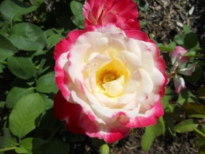The Rose Garden at Hudson Gardens