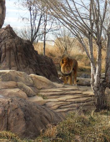 Lion Zoo