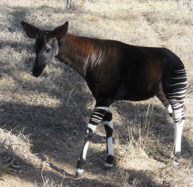 Okapis Denver Zoo