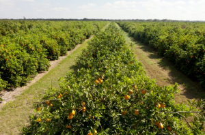 orange grove